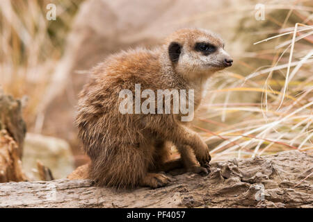 Erdmännchen auf Wache Stockfoto