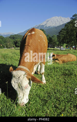 Braune bayerische Rinder auf der Wiese, Berchtesgadener Land, Oberbayern, Bayern, Deutschland, Europa | typisch bayerische Rinder auf einer Wiese, einem Stadtteil. Stockfoto