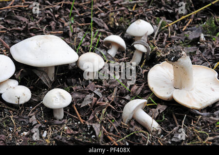 St George's Pilz Calocybe gambosa Stockfoto