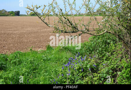 Englisch Bluebells, Hyacinthoides non-scripta, wachsende n Feld Marge. Auch Schlehdorn Prunus spinosa, in den nächsten zu blättern. Stockfoto