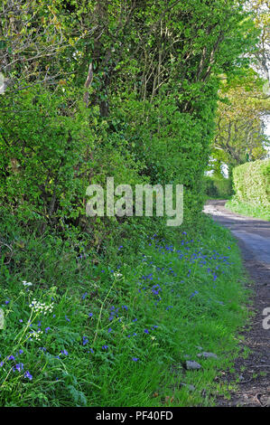 Country Lane, die Hecke im Frühjahr. Bluebells und Kuh Petersilie. Stockfoto