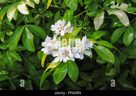 Blumen der mexikanische Orangenblüte,, Choisya ternata, undance'. Stockfoto