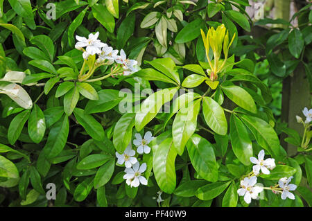 Blumen und Blätter der mexikanische Orangenblüte, die Choisya ternata undance'. Stockfoto