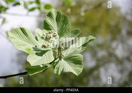 Blätter und Knospen der Blumen von Whitebeam Baum. Sorbus aria. Stockfoto