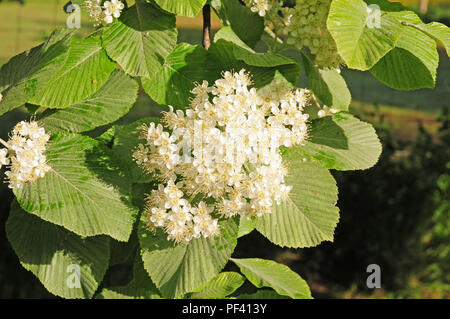 Blumen von Whitebeam Baum geöffnet Stockfoto