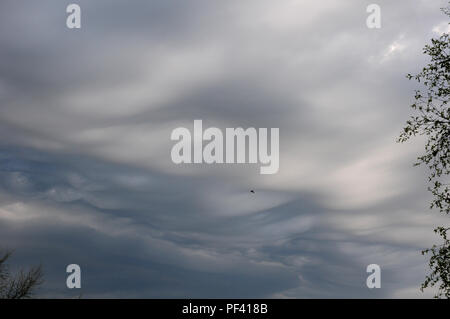 Wellenförmige Wolken. Altostratus undulatus asperitas Wolken in einem stürmischen Himmel, Bäume und einen Vogel. Stockfoto