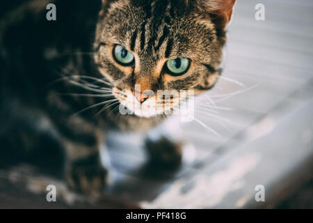 Ein tabby und weiße Katze legt auf einem Holztisch Stockfoto