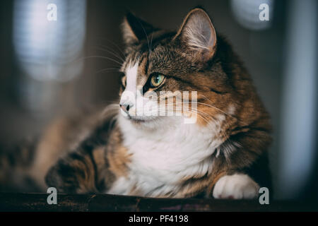 Ein tabby und weiße Katze legt auf einem Holztisch Stockfoto