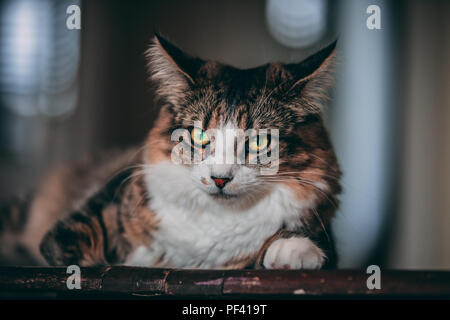 Ein tabby und weiße Katze legt auf einem Holztisch Stockfoto