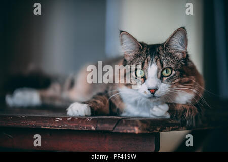 Ein tabby und weiße Katze legt auf einem Holztisch Stockfoto