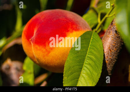 Ruddy reifem Pfirsich auf Baum im Sommer Stockfoto