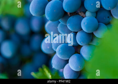 Zweig der blauen Trauben am Rebstock im Weinberg ausgewählt Fokus Stockfoto