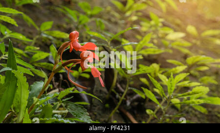 Orange Habenaria rhodocheila hance Wild Orchid am Wasserfall in Thailand Stockfoto