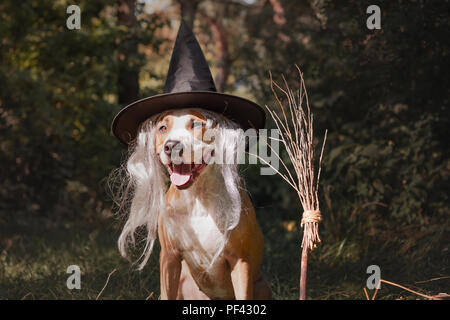 Schöner Hund mit Besen für Halloween als freundlich Wald Hexe gekleidet. Portrait von niedlichen Staffordshire Terrier Welpe in maskerade Kostüm wi Stockfoto