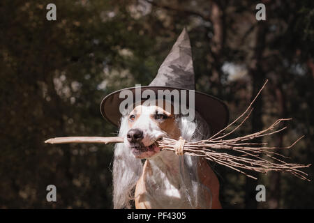 Süßer Hund in Hexenhut holding Besenstiel. Portrait von wunderschönen Staffordshire Terrier Welpen im Halloween Kostüm Hexe mit Besen im Herbst Wald Stockfoto