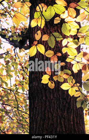 Helles Sonnenlicht strahlt durch Ändern der Blätter im Herbst auf Zweig Wald Baum. Stockfoto