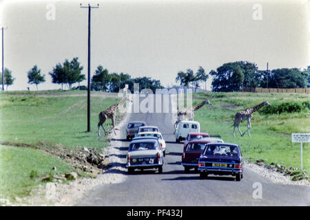 Auf Safari, ein beliebter Zeitvertreib der britischen Kraftfahrer, die eine Warteschlange von Autos warten auf 3 Giraffen die Strasse überqueren, an der Woburn, eröffnet im Jahr 1970 Stockfoto