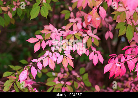 Rosa Blätter im Herbst Hintergrund Am Morgen Zeit. Zweig mit rosa Farbe Blatt im Herbst. Große Blattwerk Verzierung, beste konzeptionelle Abbildung f Stockfoto