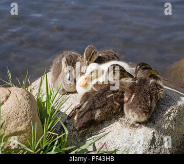 5 Entenküken, die zusammen auf einem Stein saß neben einem Teich Stockfoto