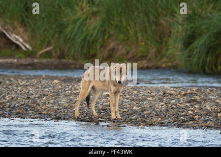 Medium - Dunkel Grau Wolf im Katmai National Park, Alaska. August 1/2018 Stockfoto