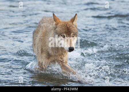 Medium - Dunkel Grau Wolf im Katmai National Park, Alaska. August 1/2018 Stockfoto