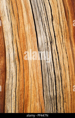 Alte verwitterte gebrochenen Kiefer Hintergrund von einem mountain pine Trunk Stockfoto