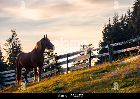 Rufous Pferd in der Nähe der Holzzaun. schönen abend Landschaft in goldenem Licht. bewaldete Landschaft in den Bergen Stockfoto