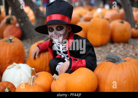 Trick oder Festlichkeit. Junge in einer Halloween kostüm Skelett mit Hut und smocking zwischen orange Kürbisse Stockfoto