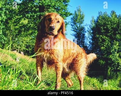 Junger Hund Abkühlung im See Wasser. Goldene Mitte behaart Welpen spielt am Ufer des Sees. Stockfoto