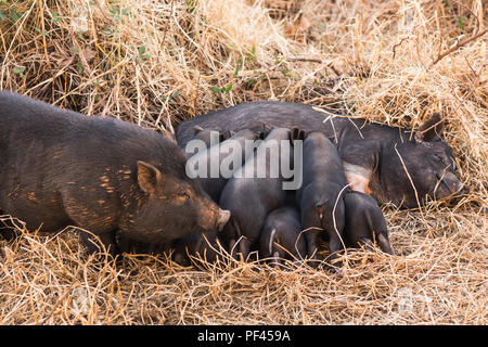 Wildschwein Frischlinge trinken Milch von ihrer Mutter Stockfoto