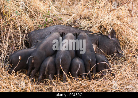 Wildschwein Frischlinge trinken Milch von ihrer Mutter Stockfoto