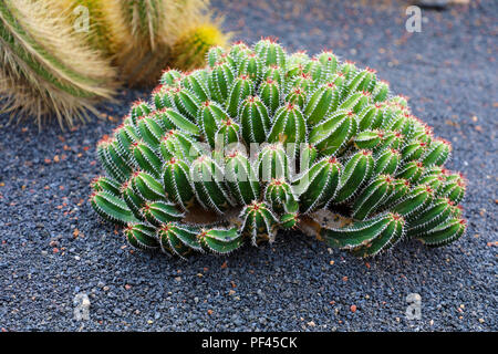 Schönen tropischen Kaktus in Jardin de Cactus, Guatiza Dorf, Lanzarote, Kanarische Inseln Stockfoto
