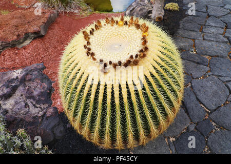 Cactus Ball in tropischen Kakteengarten Jardin de Cactus in Guatiza Dorf, Lanzarote, Kanarische Inseln Stockfoto