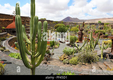 Ansicht Der Cactus Garten, Jardin de Cactus in Guatiza, Lanzarote, Kanarische Inseln, Spanien Stockfoto