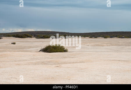 Ein einsamer Strauch mit dunklen Wolken am Shell Beach, Francois Peron National Park WA, Western Australia Stockfoto