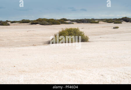 Ein einsamer Strauch mit dunklen Wolken am Shell Beach, Francois Peron National Park WA, Western Australia Stockfoto