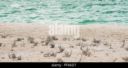 Close-up von Muscheln, Pflanzen und türkisblauem Wasser bei Shell Beach, Francois Peron National Park WA, Western Australia Stockfoto