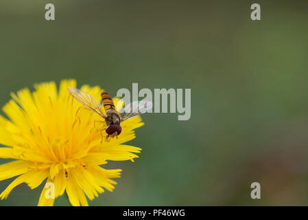 Marmalade Hoverfly Pollen sammeln von Löwenzahn. Die Marmalade Hoverfly ist die häufigste Art in Großbritannien. Stockfoto