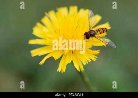 Marmalade Hoverfly Pollen sammeln von Löwenzahn. Die Marmalade Hoverfly ist die häufigste Art in Großbritannien. Stockfoto