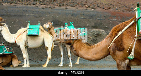 Kamele mit Schnauze ruhen und warten auf Touristen für Kamelreiten in der Wüste von Timanfaya Park, Lanzarote, Spanien zu gelangen Stockfoto