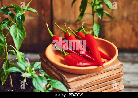 Frische red hot chili Pfeffer in der Schüssel mit Sämling auf rustikalen Hintergrund Stockfoto