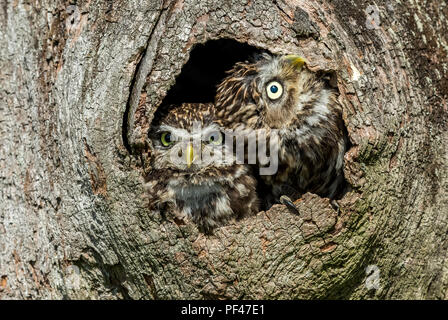 Wenig Eulen, Athene noctua, zwei kleinen Eulen in natürlichen Lebensraum von hohl in einem Baum und heraus lugen. Eine Eule ist auf der Suche nach oben. Horizontale. Stockfoto