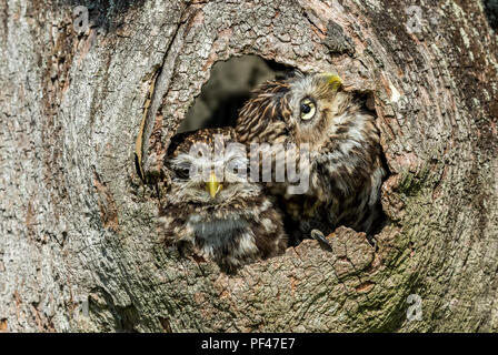 Wenig Eulen, Athene noctua, zwei kleinen Eulen in natürlichen Lebensraum von hohl in einem Baum und heraus lugen. Eine Eule ist auf der Suche nach oben. Horizontale. Stockfoto