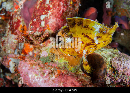 Yellow Leaf Scorpion Fisch Taenianotus triacanthus. Amed, Bali Stockfoto