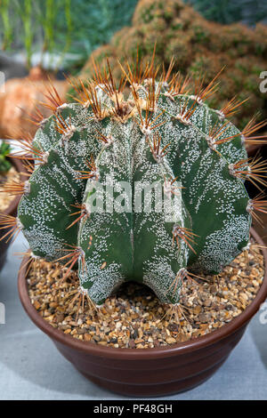 Astrophytum Ornatum, Sukkulenten und grüne Zimmerpflanzen auf der Southport Flower Show, Großbritannien Stockfoto