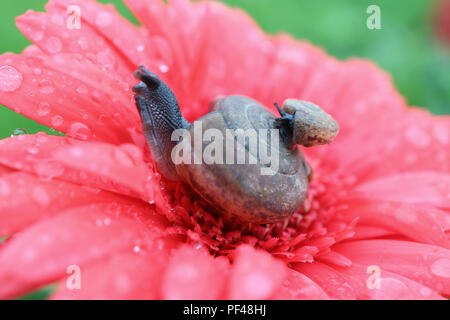 Close-up andere Schnecke mit Baby Schnecke Auf der Schale ruht auf kräftigem pink flower Pollen mit viel Wassertropfen Stockfoto