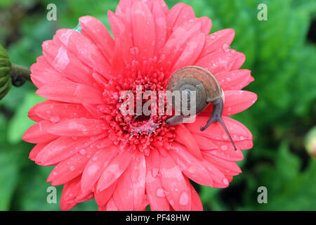 Blick von oben auf eine kleine Schnecke auf pulsierende rosa blühenden Gerbera Blume mit Schnecke Schleim und viele Wassertropfen Stockfoto