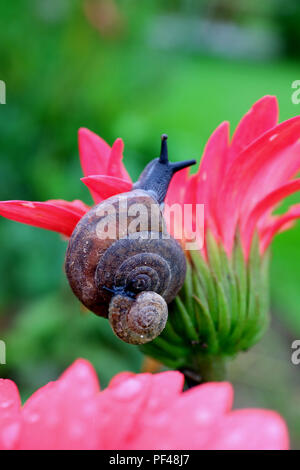 Mutter mit Baby Schnecke Schnecke auf ihrer Schale klettern auf einem leuchtenden rosa Blume mit unscharfen grünes Feld in Hintergrund Stockfoto