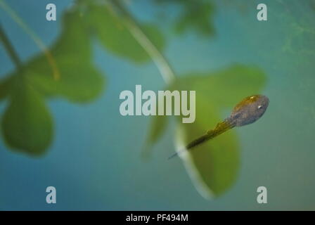 Kaulquappe Grasfrosch (Rana temporaria) Schwimmen im Gartenteich mit Blätter auf dem Wasser spiegelt Stockfoto