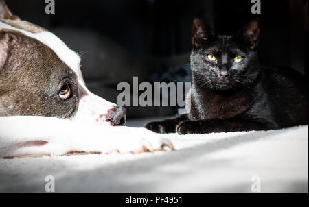 Eine American Stafforshire Terrier Hund legt in einem Sonnenstrahl mit der schwarzen Katze Stockfoto